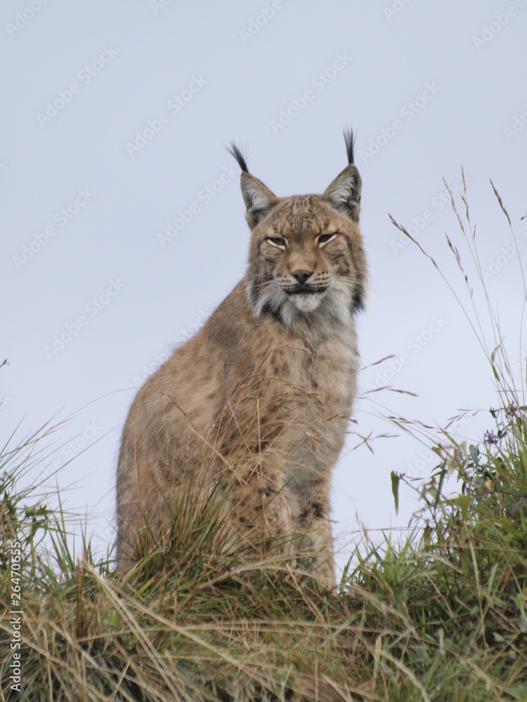 Fototapeta premium Lince ibérico