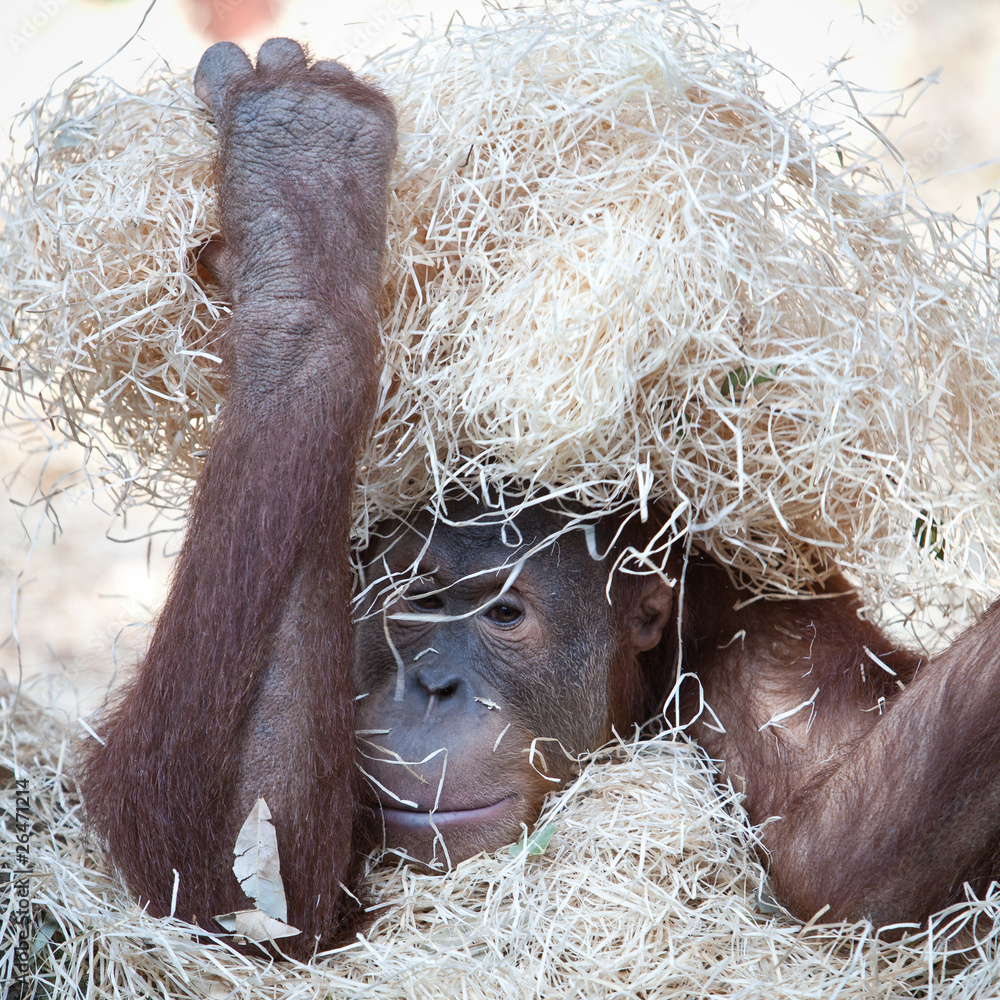 Fototapeta premium cute orangutan hiding under hay