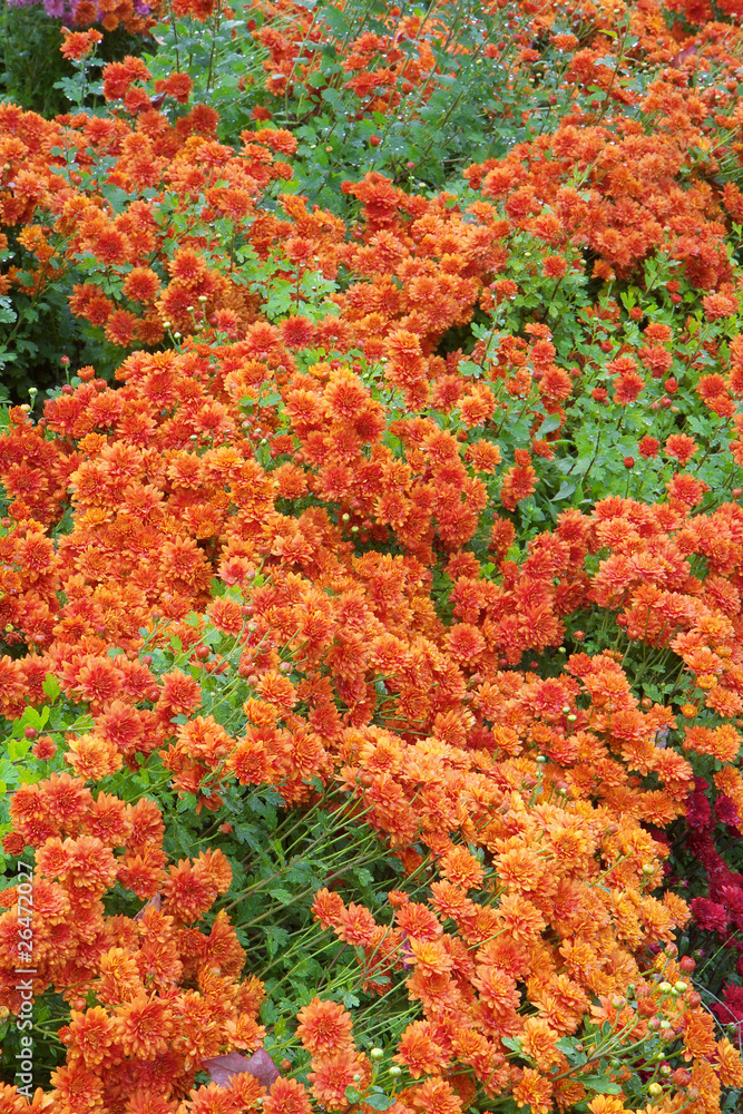 Orange Chrysanthemums