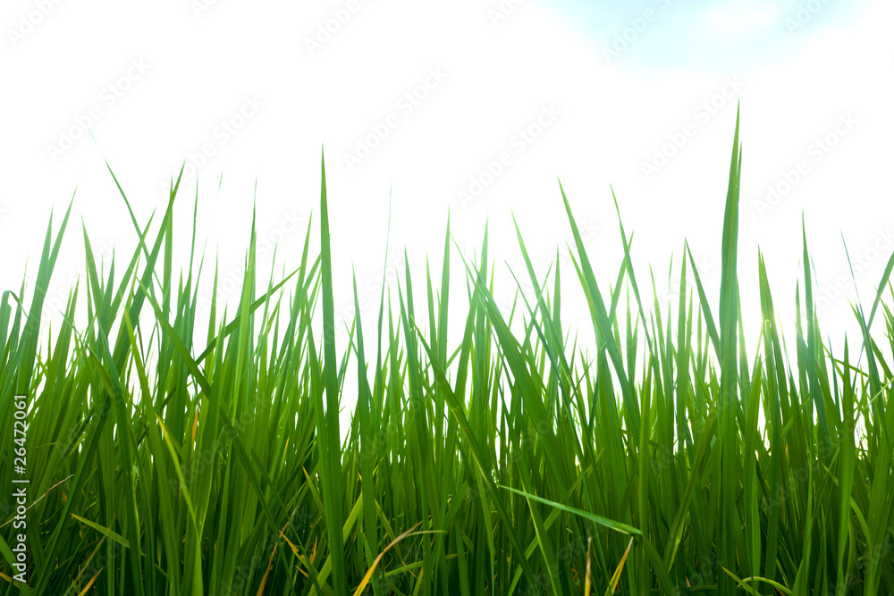 Fototapeta premium Fresh Dark Green Grass On White Cloud