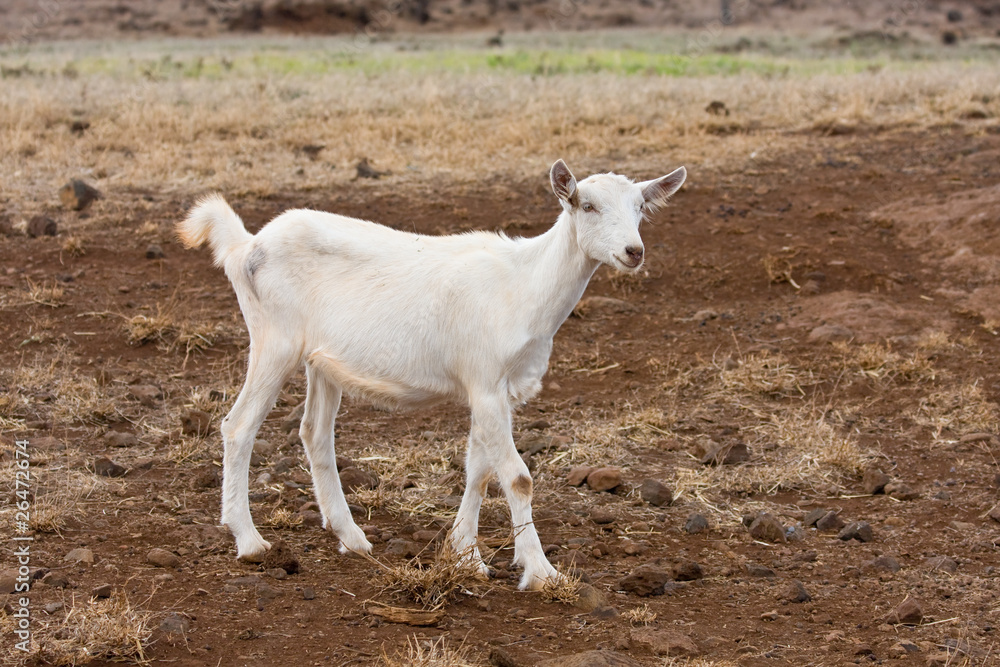 Goat Goat