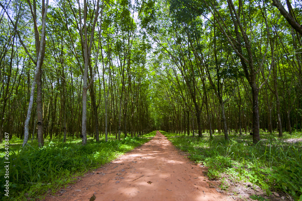 Fototapeta premium rubber trees