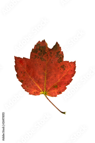 Autumn leaf close up isolated on white
