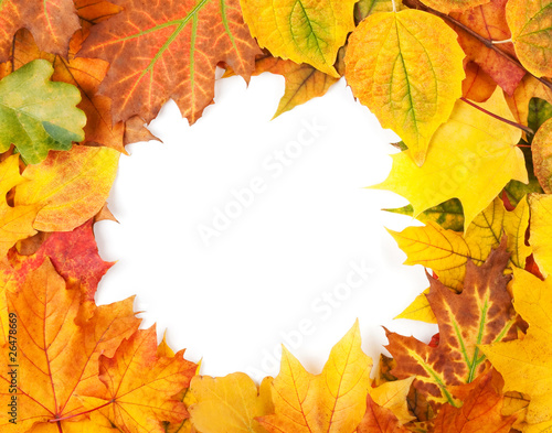 Yellow autumn leaves isolated on white