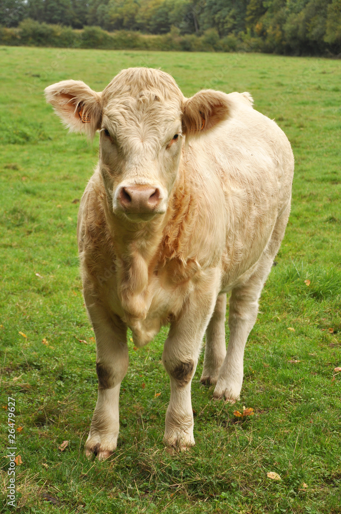 jeune vache dans un pré jeune vache dans un pré