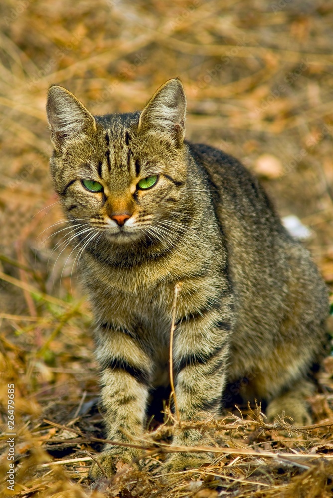 beautiful green eyes cat beautiful green eyes cat