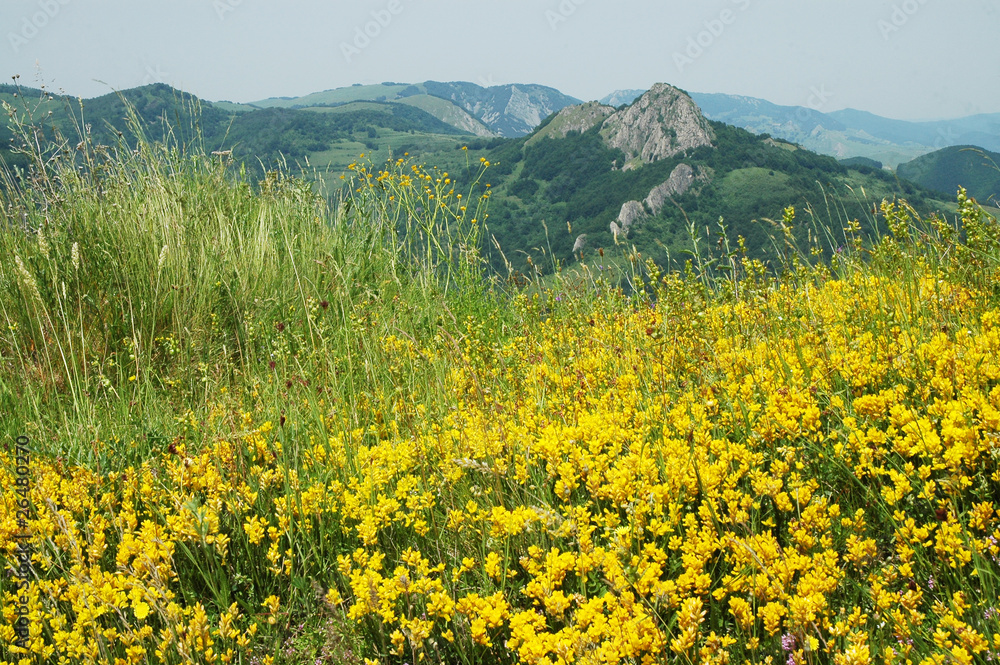 Landscape with yellow flowers and blue sky