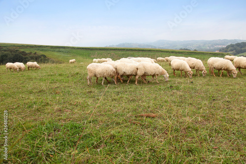 Sheeps in basque country landscape