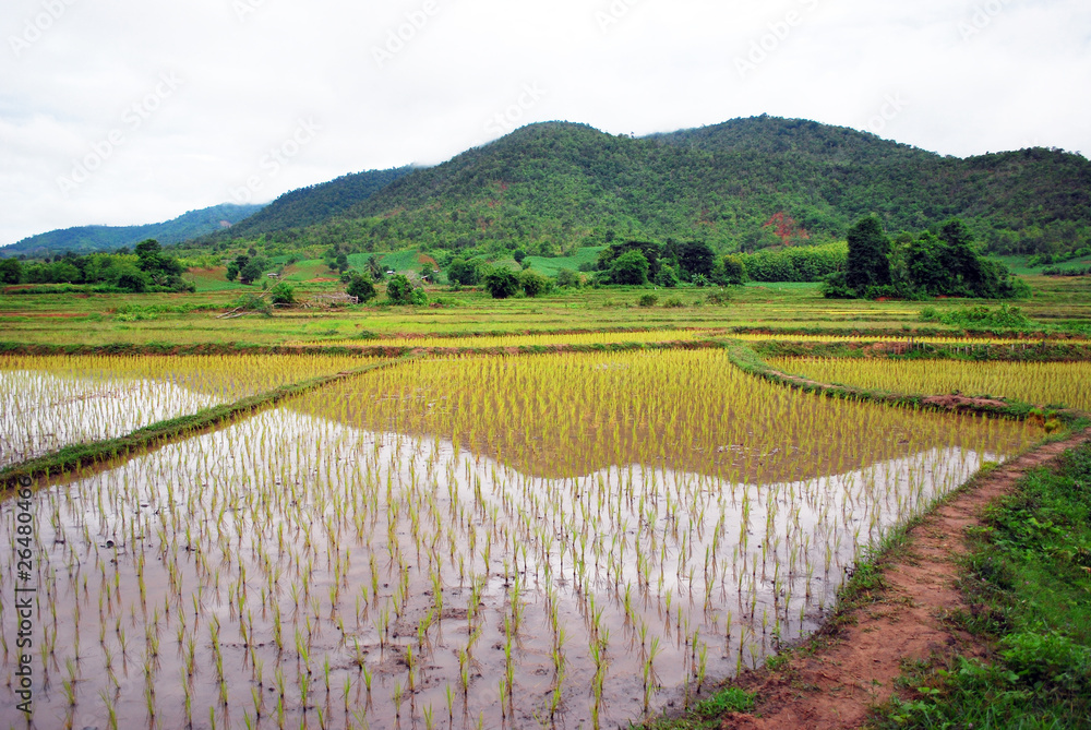 Traditional vast rice fields in mountain.