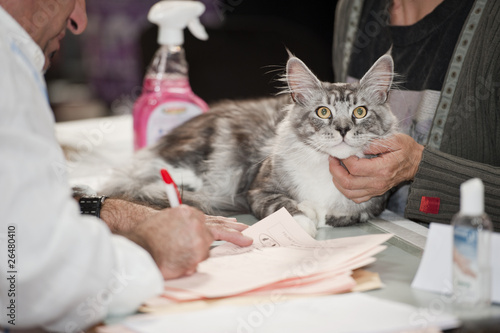 Exposition jugement chat Maine coon photo