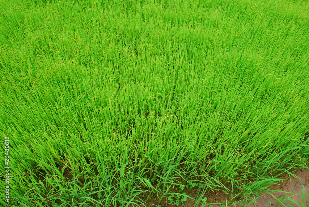 Vast green rice fields.