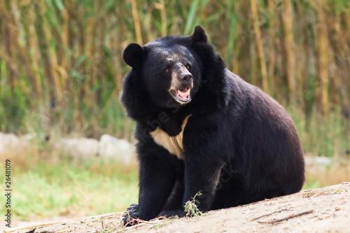 Black bear roaring