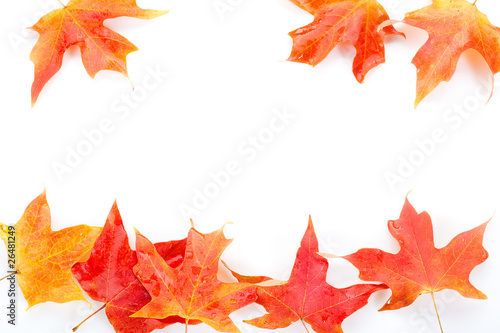 autumn leaves-foglie autunnali