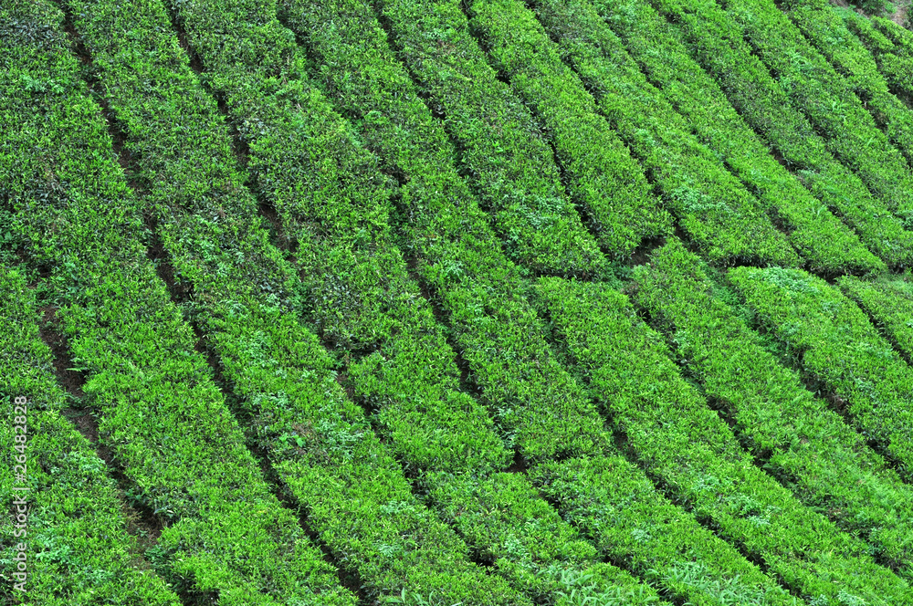 fresh green tea plantation