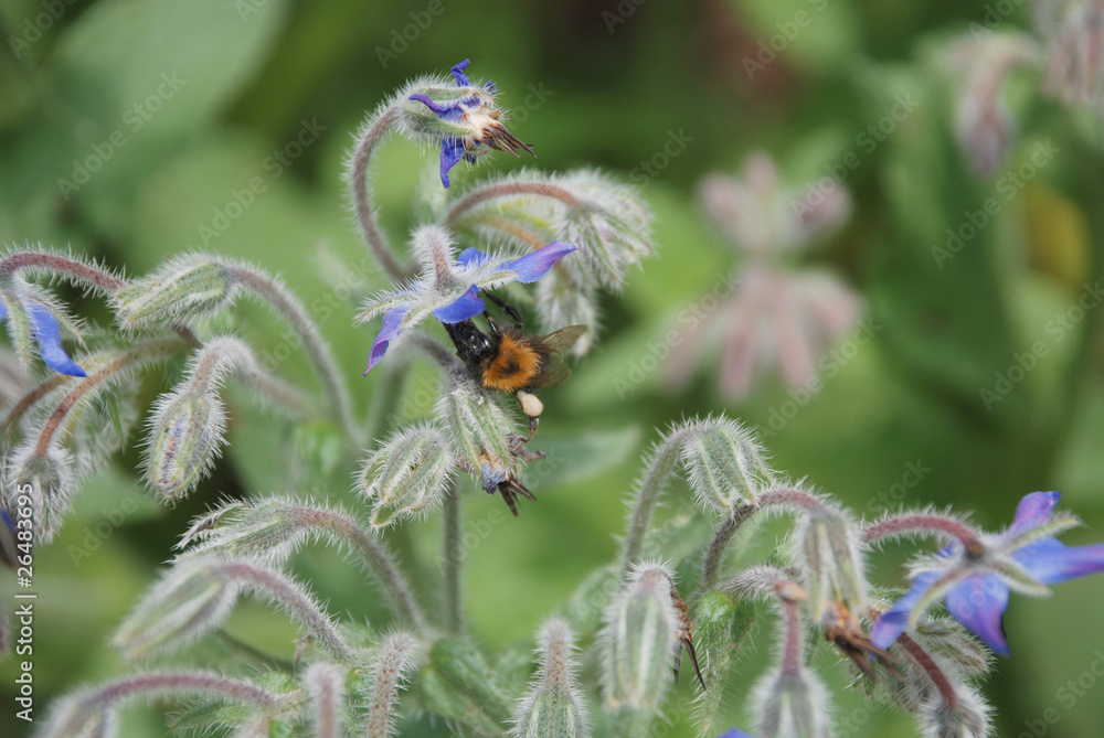 Bee With Pollen Sack on Borage Flowers Bee With Pollen Sack on Borage Flowers