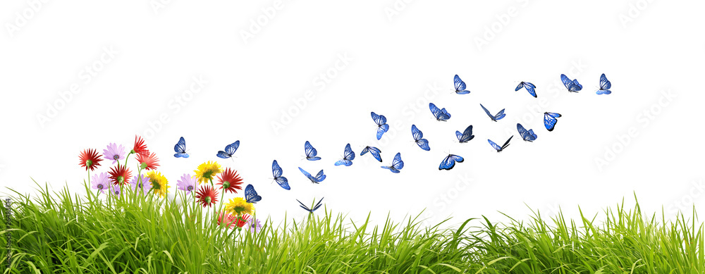 Fototapeta premium Piękne niebieskie motyle żerujące na dzikich kwiatach