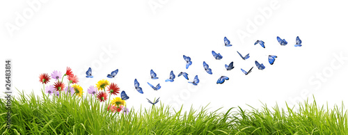 Fototapeta Magnifiques papillons bleus butinant des fleurs des champs