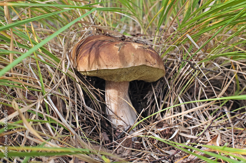 Mushroom, hid in the grass