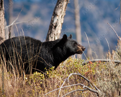 Black Bear