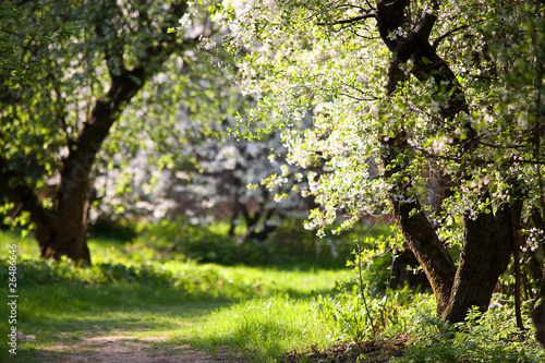 Blooming Apple Trees in the park. Pathway. Spring. Russia