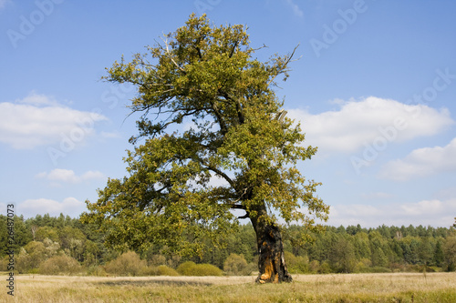 Old oak on autumn field © OlegD