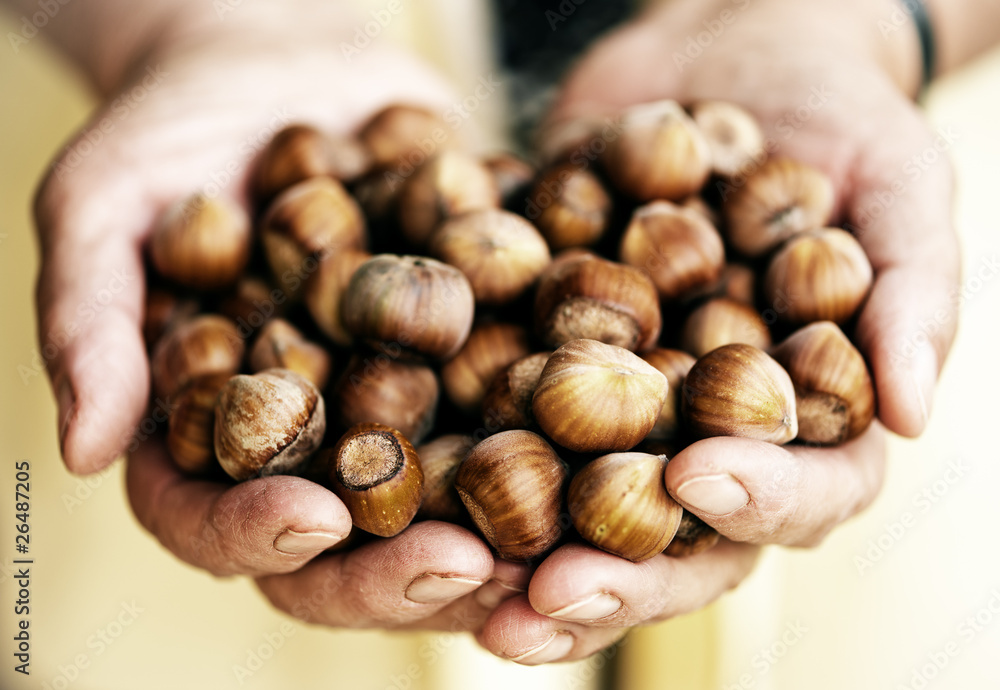 Hazelnuts handful in elderly village woman hands. Hazelnuts handful in elderly village woman hands.