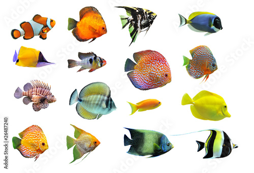 groupe de poissons tropicaux