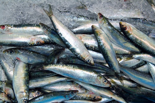 Sardine fresh fish seafood on ice sea market