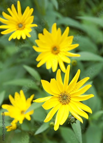 Yellow Flowers