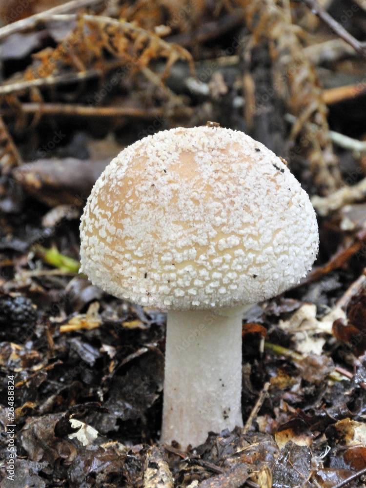 amanite panthère amanite panthère