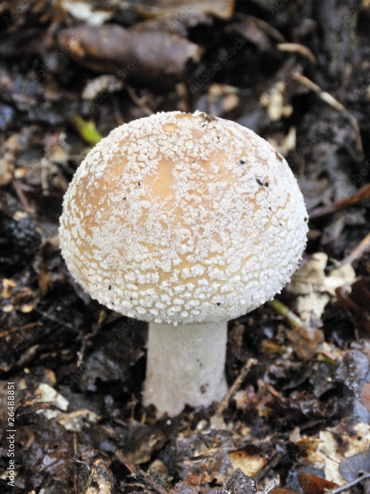 amanite panthère amanite panthère