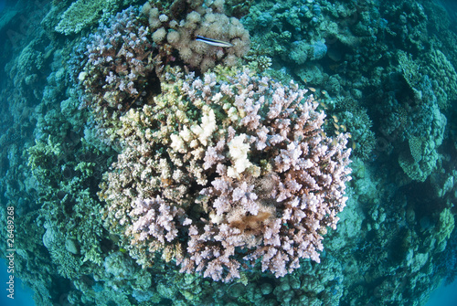 Top view of hard coral with dead and bleached branches.