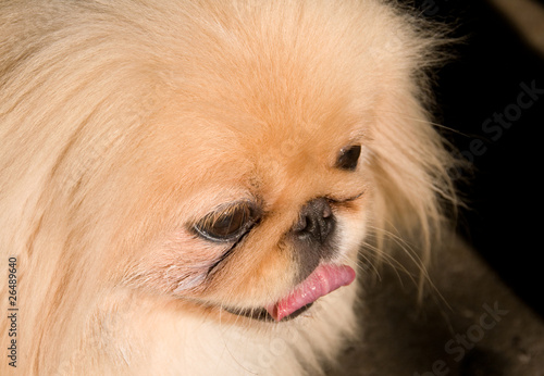 Dog pekingese.