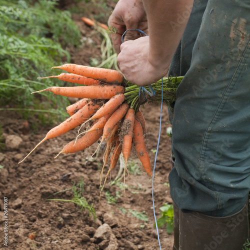 agriculteur faisant bottes de carottes bio à la ferme photo