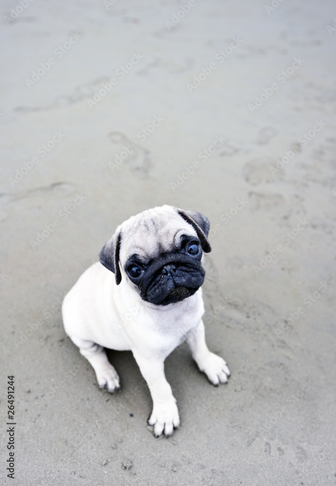 Puppy on Sand