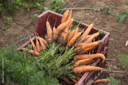 récolte de carottes et mise en bottes avec fanes
