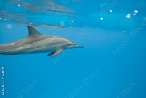Spinner dolphin in the wild. © caan2gobelow