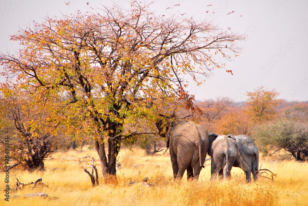 Fototapeta premium Elephant, Etosha (Namibie)
