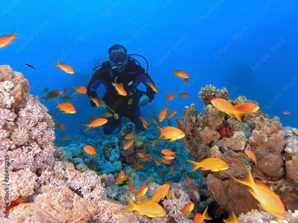 Diver on the coral reef