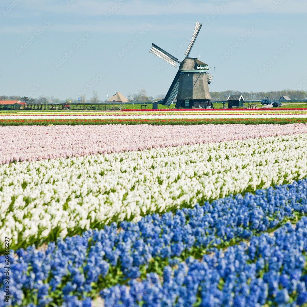 windmill with hyacinth field near Sint-Maartens-vlotbrug, Nether