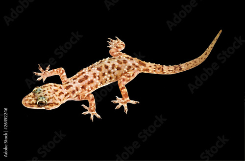 Mediterranean house gecko isolated on black background