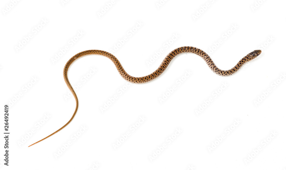 Close up of snake Close up of snake