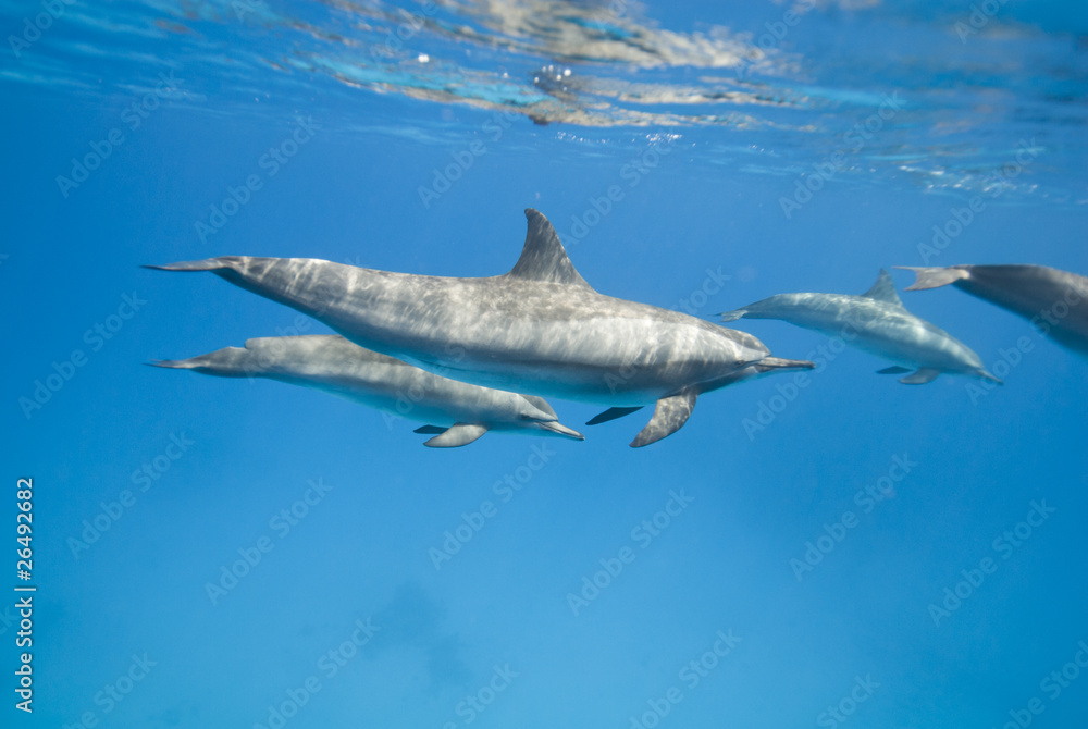 Mother and juvenile Spinner dolphins. Mother and juvenile Spinner dolphins.