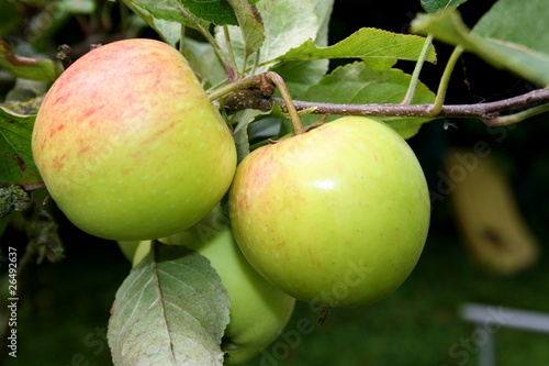 Apples Ready To Pick