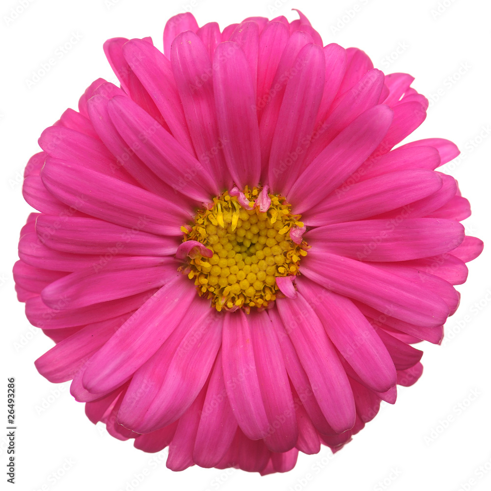 Red daisy flower Red daisy flower
