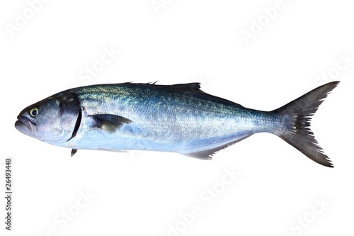 Bluefish fish Pomatomus Saltatrix isolated