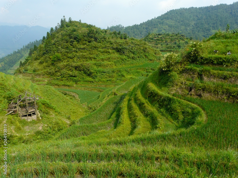 La rizière du Guangxi