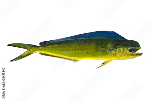 Aka Dorado dolphin fish mahi-mahi on white photo