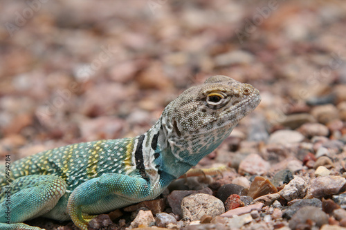 Collard Lizard  Crotaphytus collaris  in southern Arizona  USA 