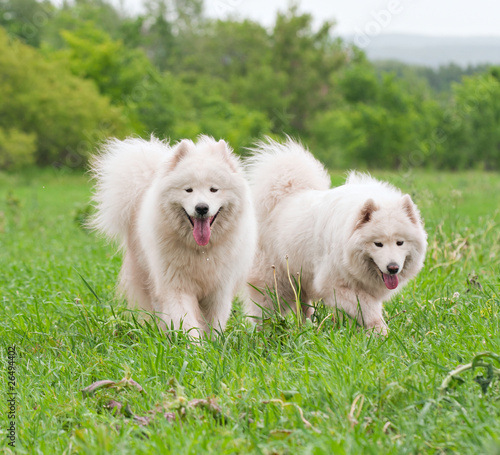 Two samoyed on a meadow